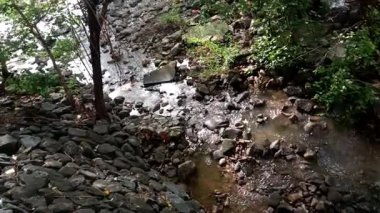 Sakin Yağmur Suyu, Ağaçlar, Taşlar ve Çakıltaşı Yansıtıcı Doğa Sahnesi ile Huzurlu HD Orman Manzarası