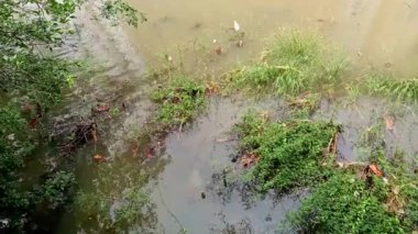 Sakin Yağmur Suyu, Ağaçlar, Taşlar ve Çakıltaşı Yansıtıcı Doğa Sahnesi ile Huzurlu HD Orman Manzarası