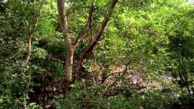 Yeşil Orman Çekimi Güneş Işıkları, Gölgeler ve Sabah Sisi Huzurlu Fantezi Doğa Sahnesi.