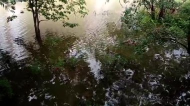 Ağaçlar, Taşlar ve Çakıl Doğası Yansıması Sahnesi ile Ormandaki Durgun Yağmur Suyunun HD Manzarası