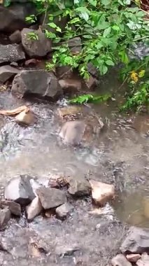 Dikey HD Yağmur Suyu Ağaçlar, Taşlar ve Çakıl Çakılları Doğal Akımı Sahnesi