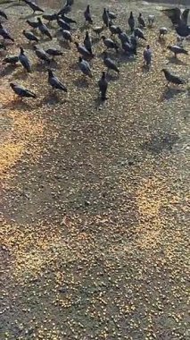 Güvercinlerin yoğun bir güvercin beslenme noktasında zarif bir şekilde uçarak kanat çırpan, dağınık tahıllar ve huzurlu bir vahşi yaşam için çarpıcı yüksek çözünürlükteki dinamik hareketleri yakalamaları.