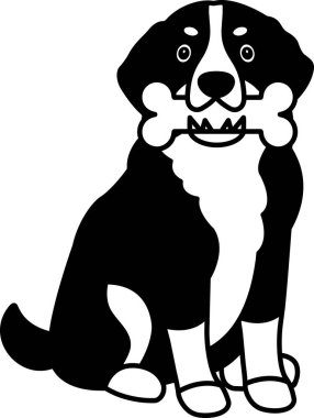 Siyah beyaz bir Bernese Dağ köpeği.