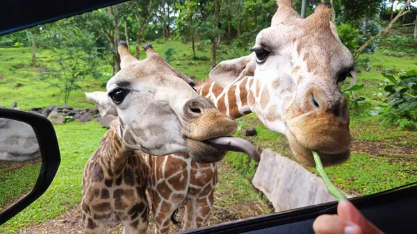 Safari Parkı 'ndaki arabadan beslenen zürafaların yakın çekimi. İki zürafa, yemyeşil bir safari parkında araba camından yemek için can atıyorlar. Zürafa büyük bir Afrika toynaklı memelidir. Yaşayan en uzun karasal hayvandır ve dünyanın en büyük geviş getiren hayvanıdır..