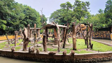 Bir grup maymun, açık mavi bir gökyüzünün altında, tırmanma yapıları ve yeşilliklerle dolu bir hayvanat bahçesinde doğal çevrelerini keşfediyorlar. Çocuklar için tatil, aile tatili ya da seyahat teması için uygun.