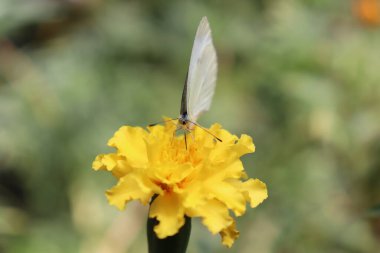 Marigold çiçeği, Bahçe, Hugh sarı çiçek