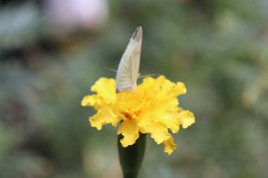 Marigold çiçeği, Bahçe, Hugh sarı çiçek
