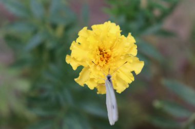 Marigold çiçeği, Bahçe, Hugh sarı çiçek