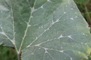 Taze balkabağı ve yapraklar sabah