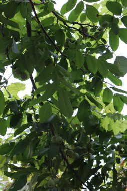 Yunan fındıkları hala ağaçta olgunlaşmadı. Ağaçta yetişen yeşil cevizler