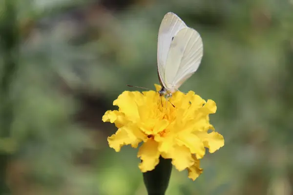 stock image Marigold flower, Garden, Hugh yellow flower