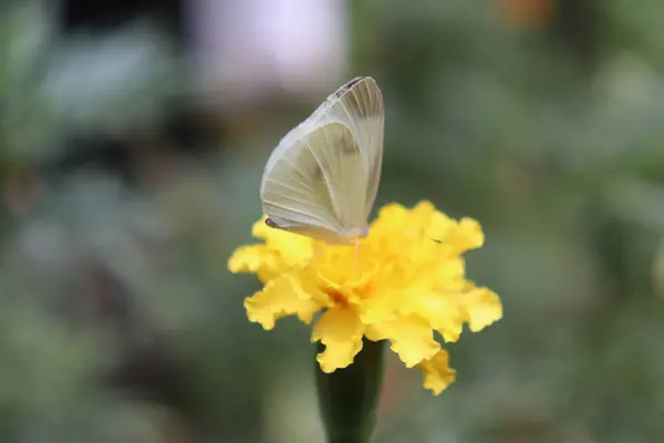 stock image Marigold flower, Garden, Hugh yellow flower