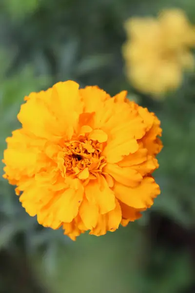 stock image Marigold flower, Garden, Hugh yellow flower