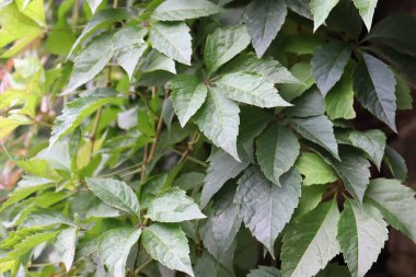Yaban üzüm yaprakları desenli. Yaban üzüm yapraklarından oluşan bir duvar. Yeşil üzüm yapraklarının yakın dokusu..