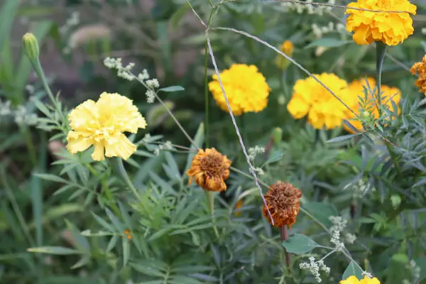 stock image Marigold flower, Garden, Hugh yellow flower