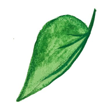 Sabah zaferini beyaz arka planda izole etmek. Suluboya el çizimi. Yazdırma ve tasarım için mükemmel.