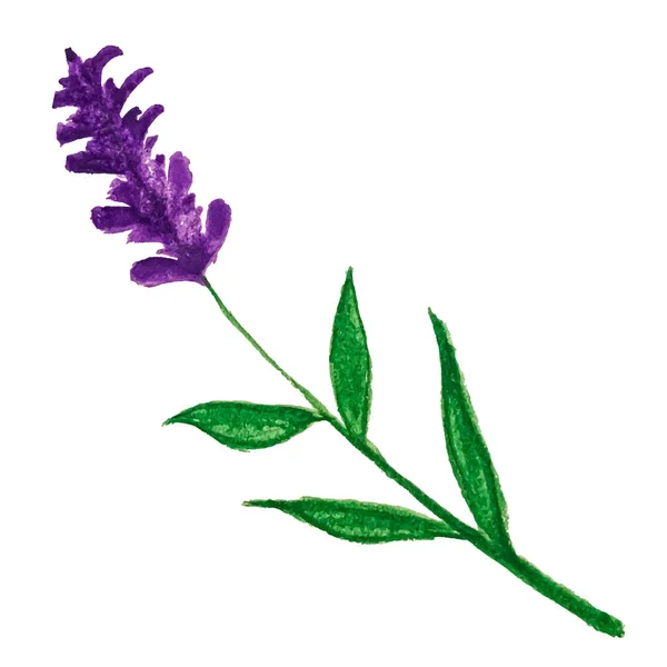 Lavander 'ın tasviri. Beyaz arka planda izole bir element var. Suluboya çiçeği.