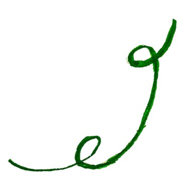 Güzel ipomoea sabah zaferi, ipomoea yapraklı bir çiçeğe tecavüz ediyor. Beyaz arka planda izole edilmiş pembe ve leylak çiçeği. Suluboya resim. El boyaması botanik illüstrasyon