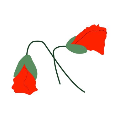 Beyaz arkaplanda izole edilmiş vektör kırmızı gelincikleri.