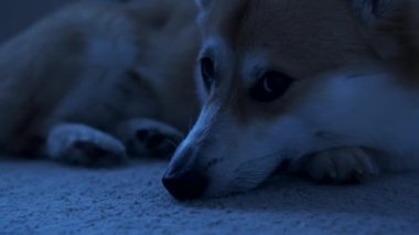 Tüylü bir Corgi köpeğinin yukarı baktığı bu görüntüyle insanın en iyi arkadaşının tapılası cazibesi. Özel, dramatik ve doğal ışıklandırma, köpeklerin özelliklerini sergiliyor, projeler için mükemmel yapıyor.