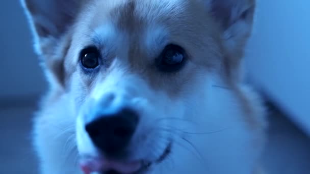 这段毛茸茸的科吉犬抬头看的镜头 是人类最好的朋友的迷人魅力 明亮而自然的灯光展示了狗的特征 使它非常适合与宠物有关的项目 — 图库视频影像