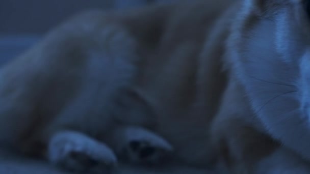 这段毛茸茸的科吉犬抬头看的镜头 是人类最好的朋友的迷人魅力 这种亲密的 戏剧性的和自然的照明展示了狗的特征 使其非常适合与项目相关的项目 — 图库视频影像