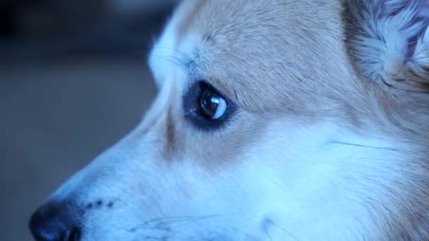 这段毛茸茸的科吉犬抬头看的镜头 是人类最好的朋友的迷人魅力 明亮而自然的灯光展示了狗的特征 使它非常适合与宠物有关的项目 — 图库视频影像