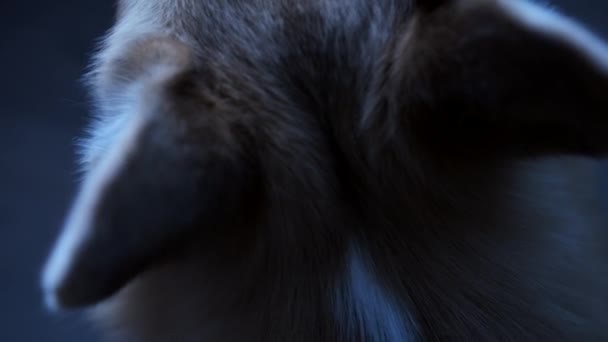 这张令人惊讶的狗脖子特写镜头捕捉到了人类最好朋友的美丽和质感 狗的毛皮非常细腻可见 柔和的灯光和细腻的毛皮创造了一个引人注目的 — 图库视频影像