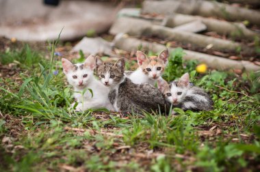 Doğal ortamdaki güzel kedilerin detaylı portresi. Yaz arkaplanı