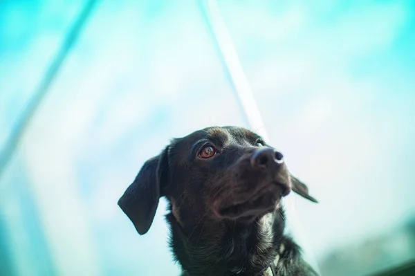Een Schattige Zwarte Kortharige Hond Rust Overdag Zijn Kussen Het — Stockfoto