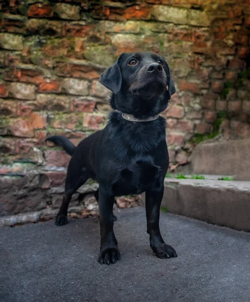 Słodki Czarny Krótkowłosy Pies Ciągu Dnia Ulicy Przed Murem Cegły — Zdjęcie stockowe