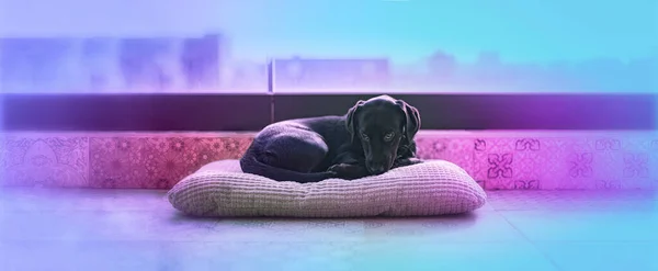 A cute black short-haired dog rests on his pillow, on the terrace during the day. Shiny dog hair.