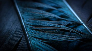 Kuş saksağanları tüyü, mavi arkaplan