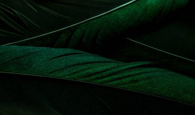 bird magpies feather, green background