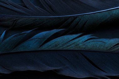 Kuş saksağanları tüyü, mavi arkaplan