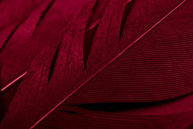 Kuş saksağanları tüyü, kırmızı arkaplan