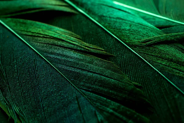 Bird Magpies Feather Green Background — Zdjęcie stockowe