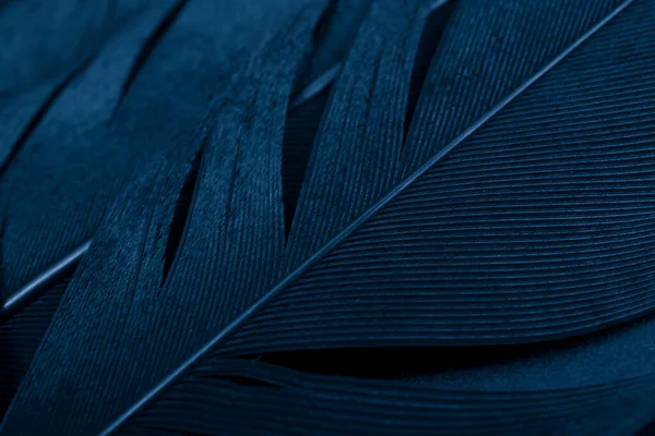 Pássaro Magpies Pena Fundo Azul — Fotografia de Stock