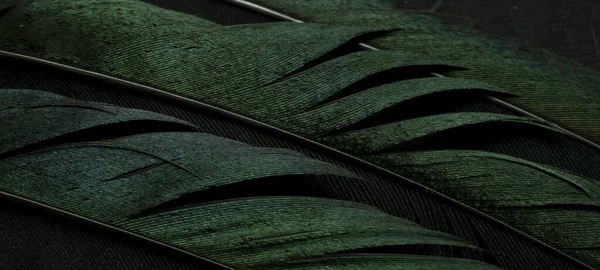 Bird Magpies Feather Green Background — 스톡 사진