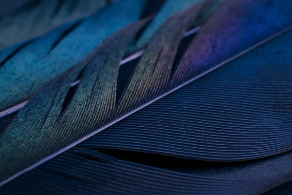 Vogelelstern Feder Blauer Hintergrund — Stockfoto