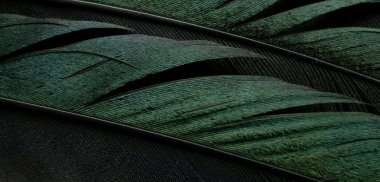 bird magpies feather, green background