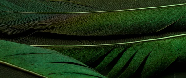 Fågel Magpies Fjäder Grön Bakgrund — Stockfoto