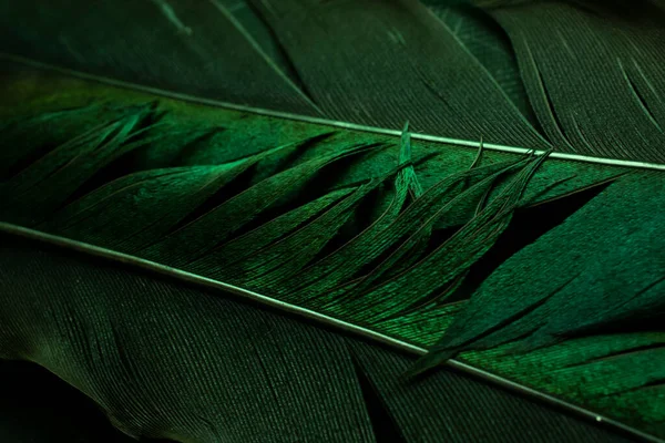 Bird Magpies Feather Green Background — Fotografia de Stock