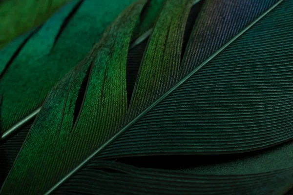 鸟类喜鹊毛 绿色背景 — 图库照片
