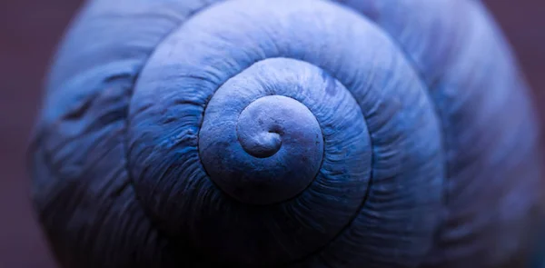 Snail Shell Abstract Macro Photo — Stock Photo, Image