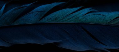 Kuş saksağanları tüyü, mavi arkaplan