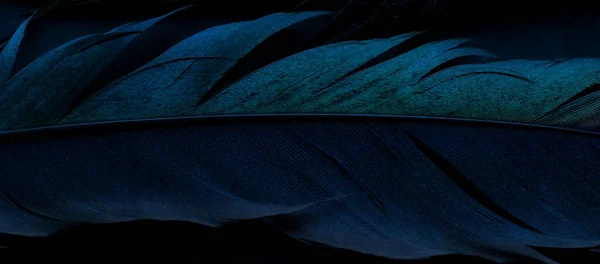 Птичьи Сороки Перо Синий Фон — стоковое фото