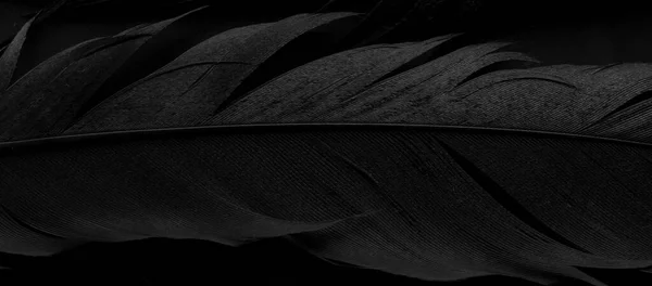 Птичьи Сороки Перо Синий Фон — стоковое фото