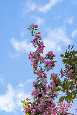 Açık bir günde çiçek açan cennet elması ağacı