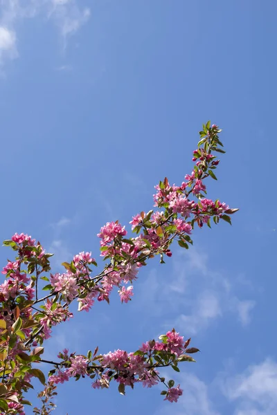 Açık bir günde çiçek açan cennet elması ağacı